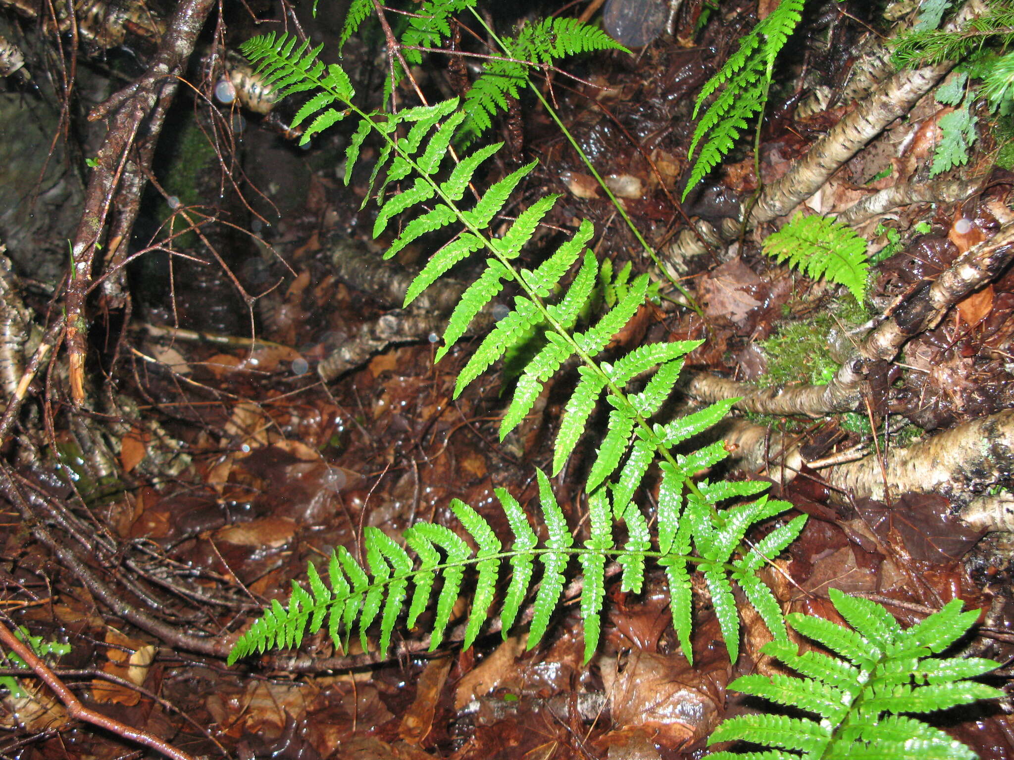 Image of hollyfern