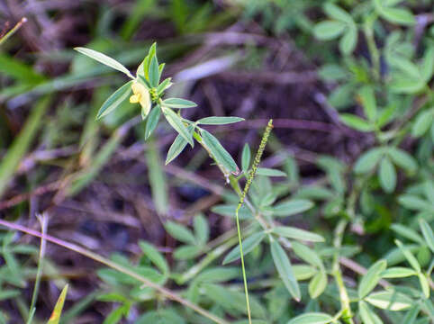 Слика од Stylosanthes hamata (L.) Taub.