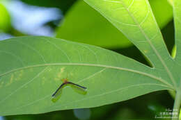 Image of Zoraida pterophoroides (Westwood 1851)