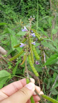 Image of Jicama