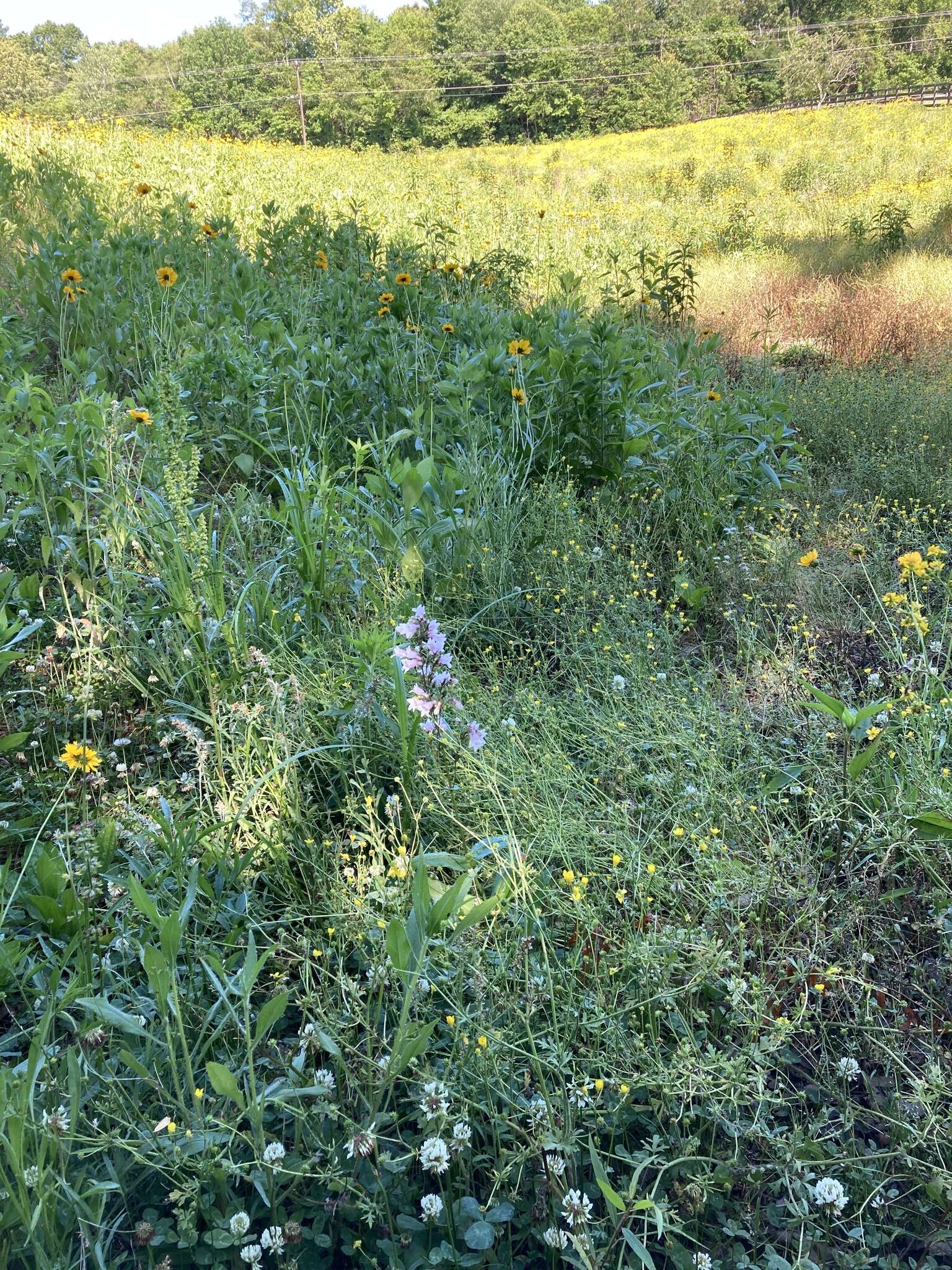 Image of longsepal beardtongue