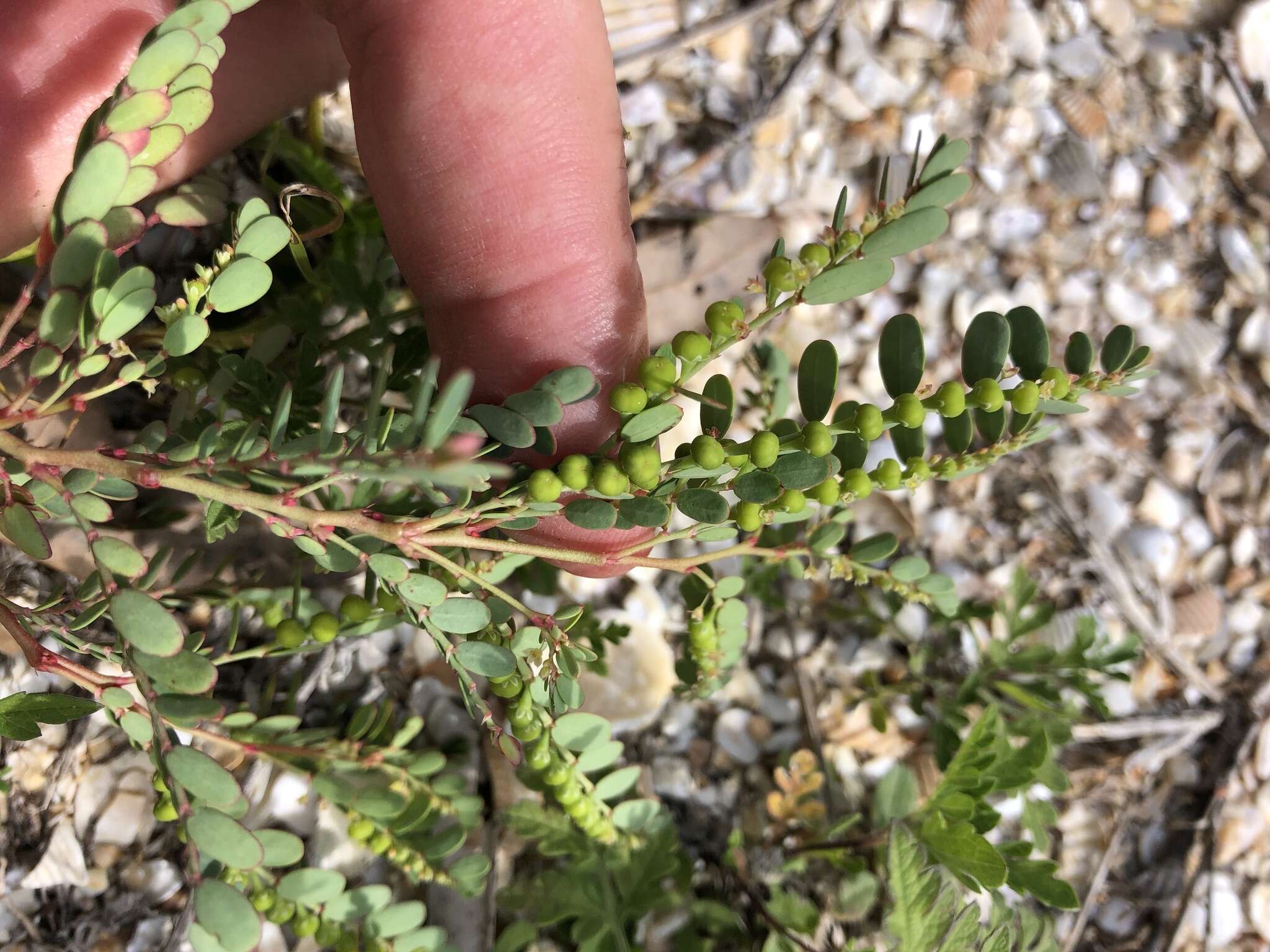 Image of Drummond's leaf-flower