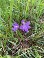 Image of Oklahoma grasspink