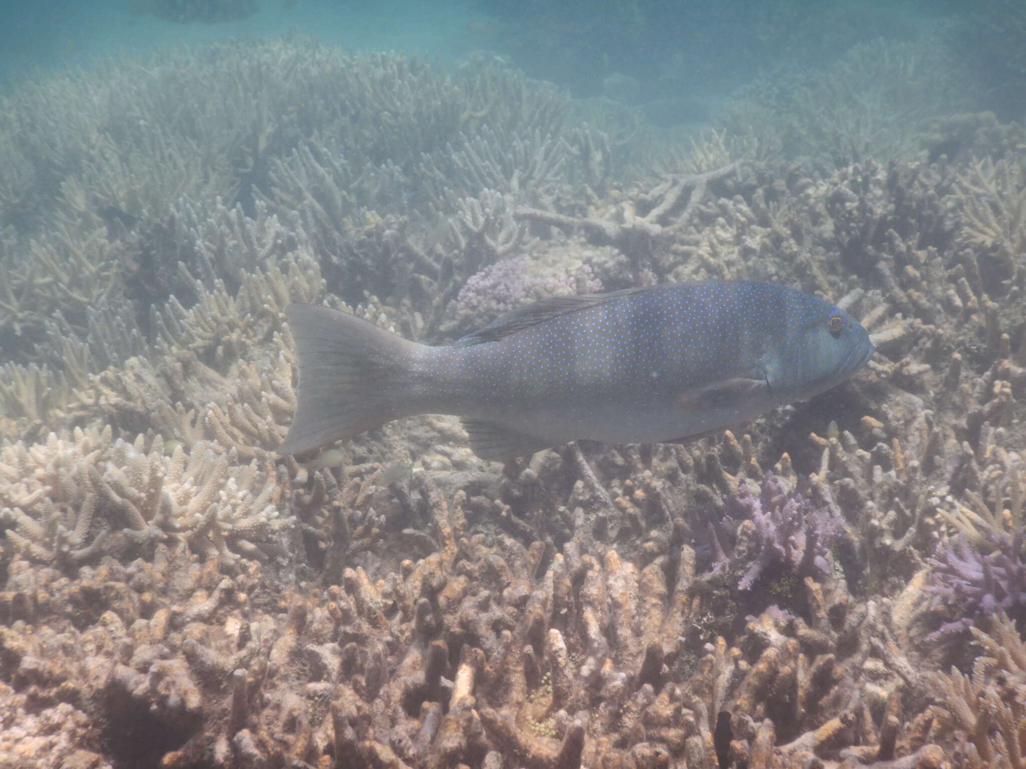 Image of Coral Trout