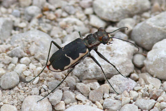 Слика од Cicindela (Cicindelidia) schauppii G. Horn 1876