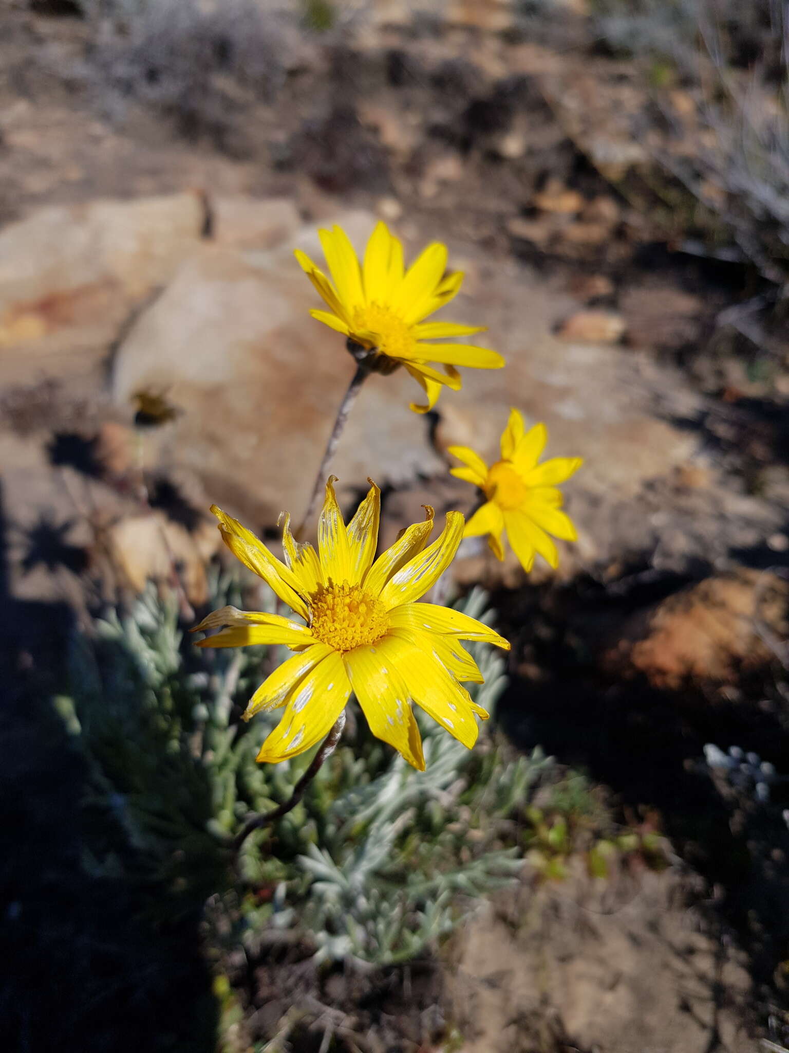 Euryops othonnoides (DC.) B. Nordenst. resmi