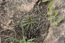 Image of Echinopsis aurea Britton & Rose