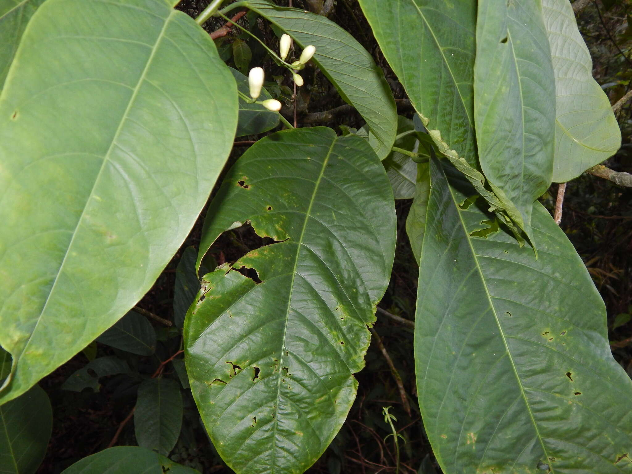 Image of Passiflora arborea Spreng.