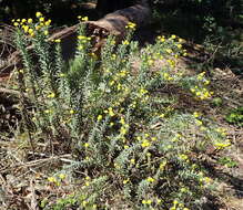 Image of Schistostephium umbellatum (L. fil.) K. Bremer & C. J. Humphries