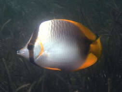 Image of Somali Butterflyfish