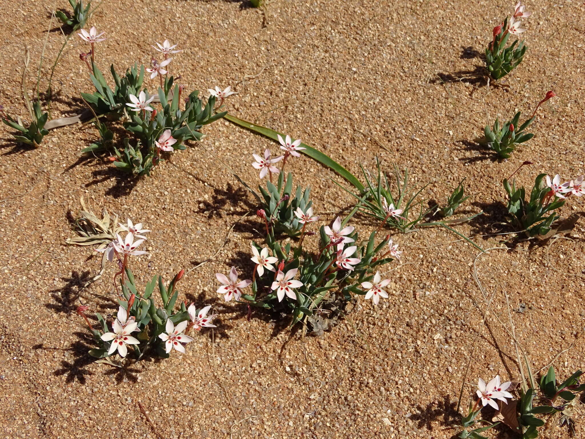 Image of Lapeirousia arenicola Schltr.