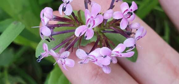 Image of Fedia graciliflora Fischer & Meyer