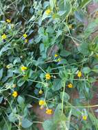 Image of Tridax dubia Rose