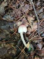 Image de Agaricus friesianus L. A. Parra, Olariaga & Callac 2013