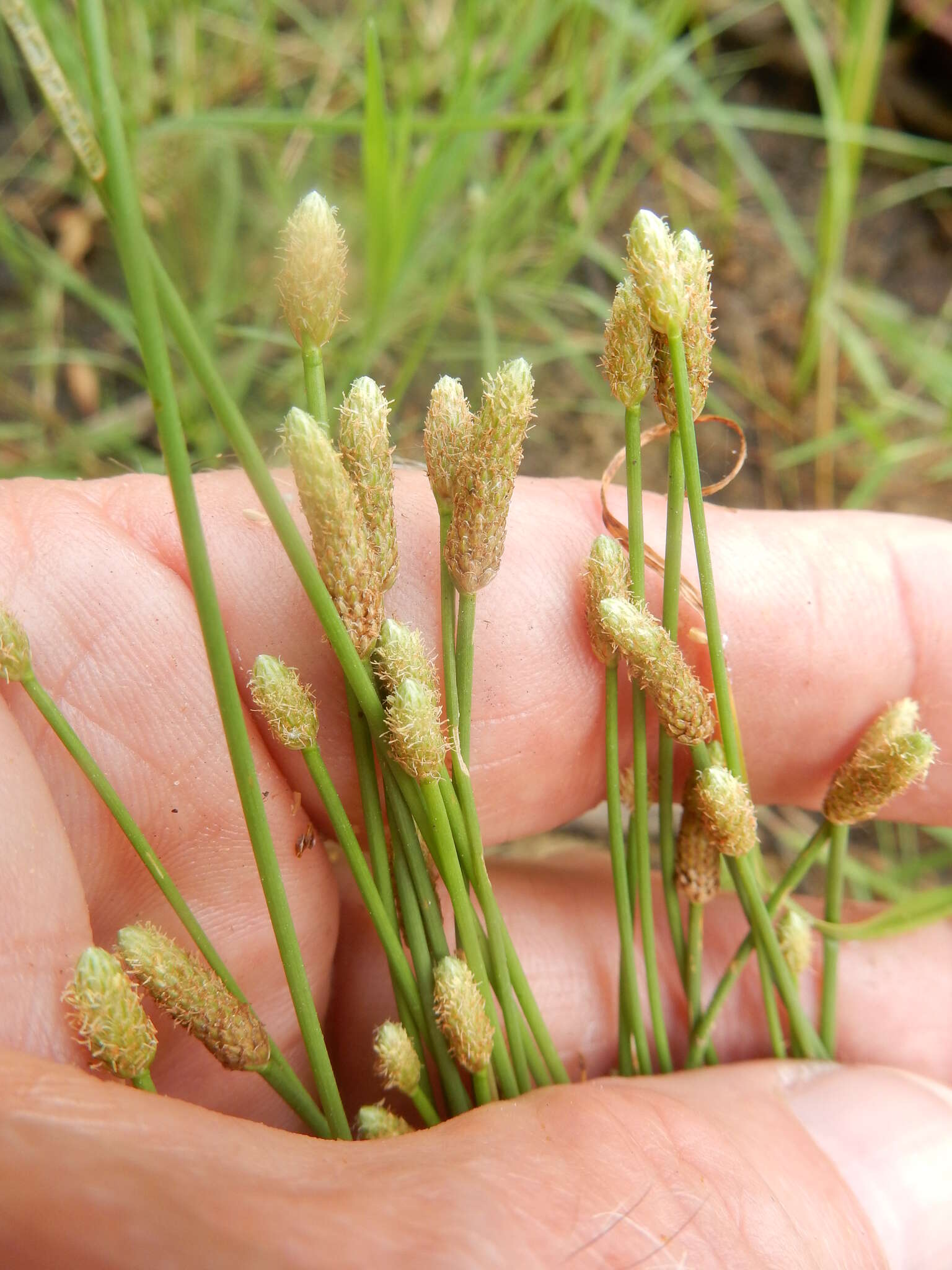 Image of Engelmann's Spike-Rush