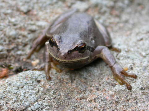 Image of European Treefrog