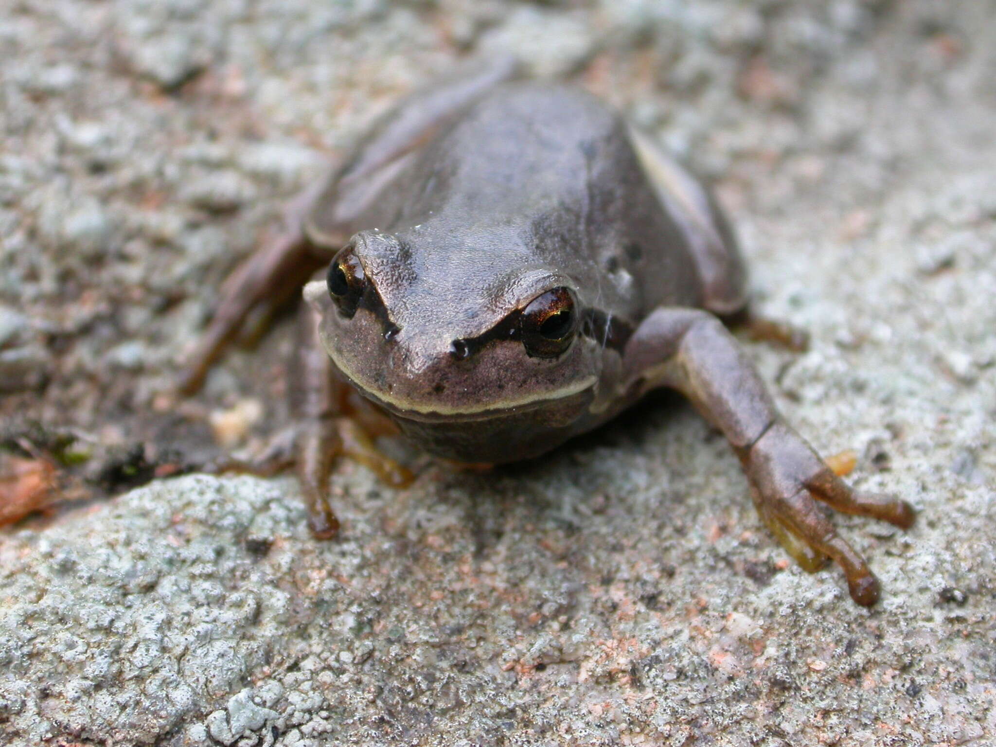 Image of European Treefrog