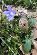 Viola edulis Spach resmi