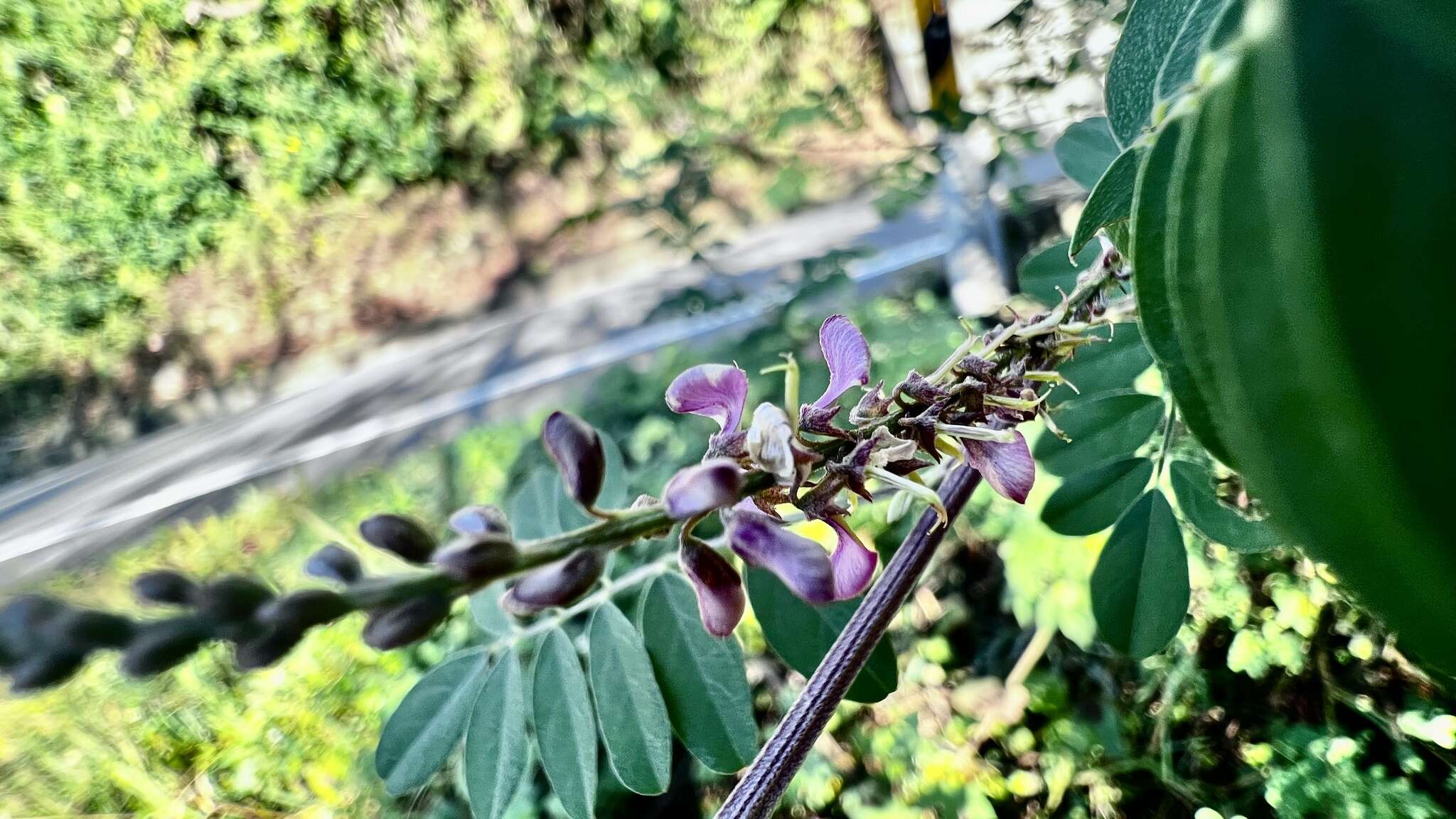 Image de Indigofera pseudotinctoria Matsum.