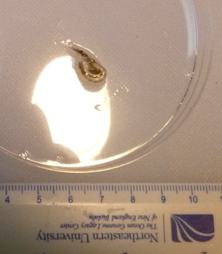 Image of Mysidae