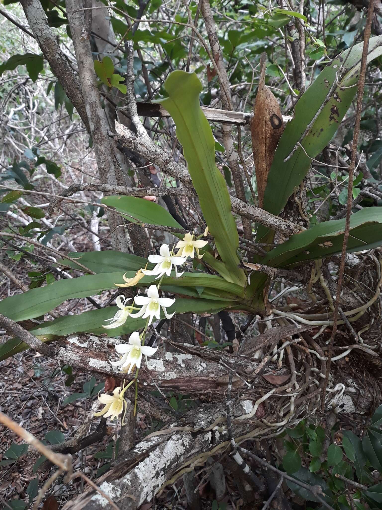 Sobennikoffia robusta (Schltr.) Schltr.的圖片