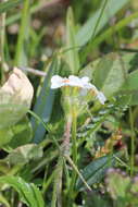 Image of Sweet-Flower Rock-Jasmine