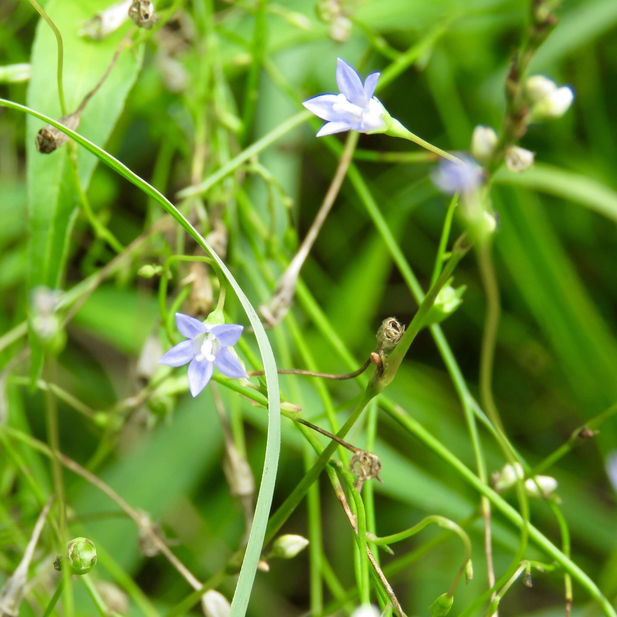 Image of southern rockbell