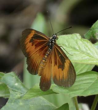 Image of Acraea alciope Hewitson 1852