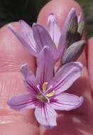 Image of Ixia flexuosa L.