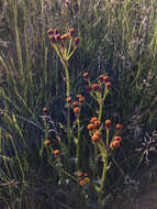 Image of Rayless Mountain Groundsel