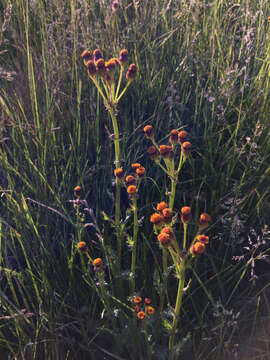 Image of Rayless Mountain Groundsel