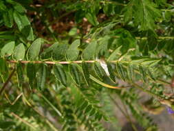 Image of Oxytropis neglecta Ten.