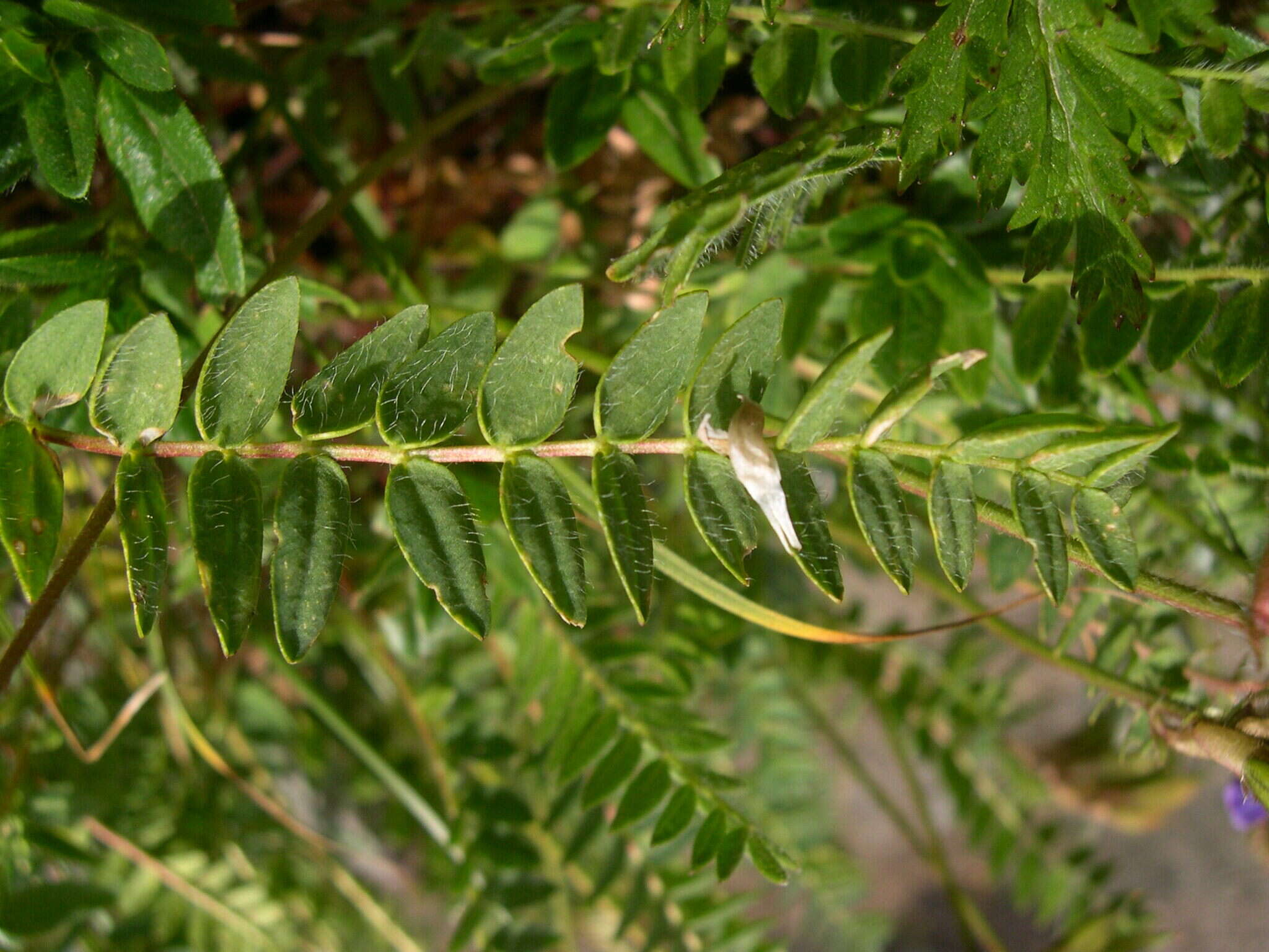 Image of Oxytropis neglecta Ten.