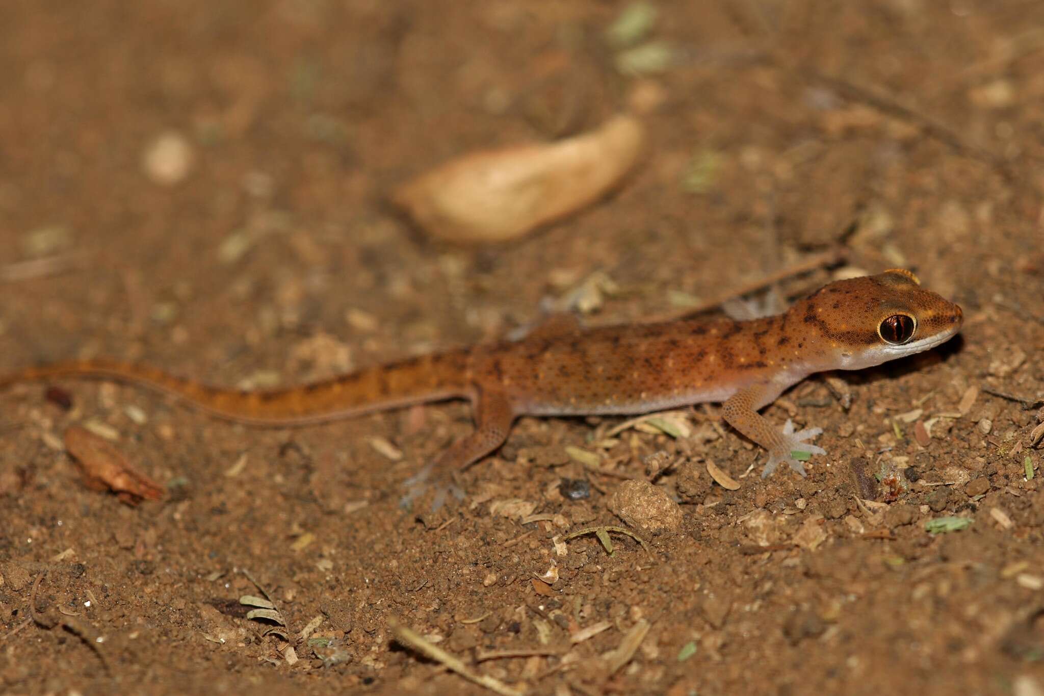 Image of Nyika Gecko