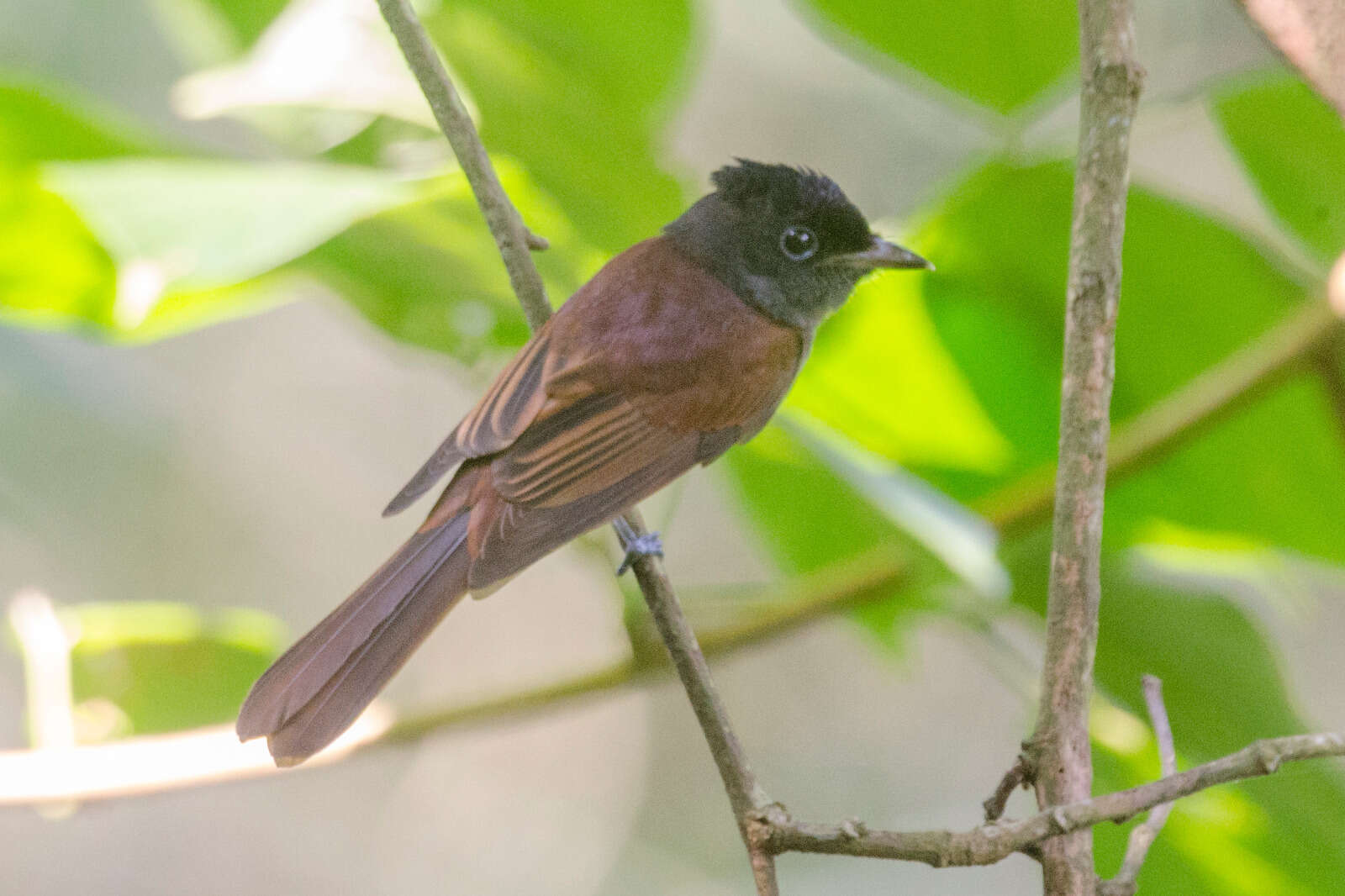 Image of Japanese Paradise Flycatcher