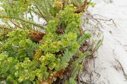 Image of sea spurge