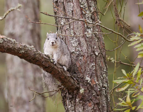 Image of Delmarva Peninsula fox squirrel