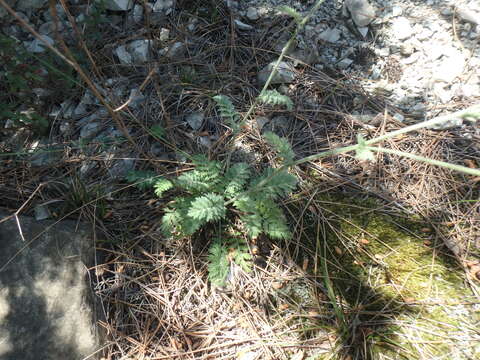 Tanacetum poteriifolium (Ledeb.) Grierson的圖片