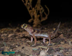 Image of Bedraiga's Wonder Gecko