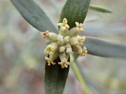 Image of Pimelea microcephala subsp. microcephala