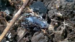 Image of white-spotted humming frog