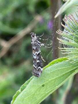 Image of Spruce Coneworm