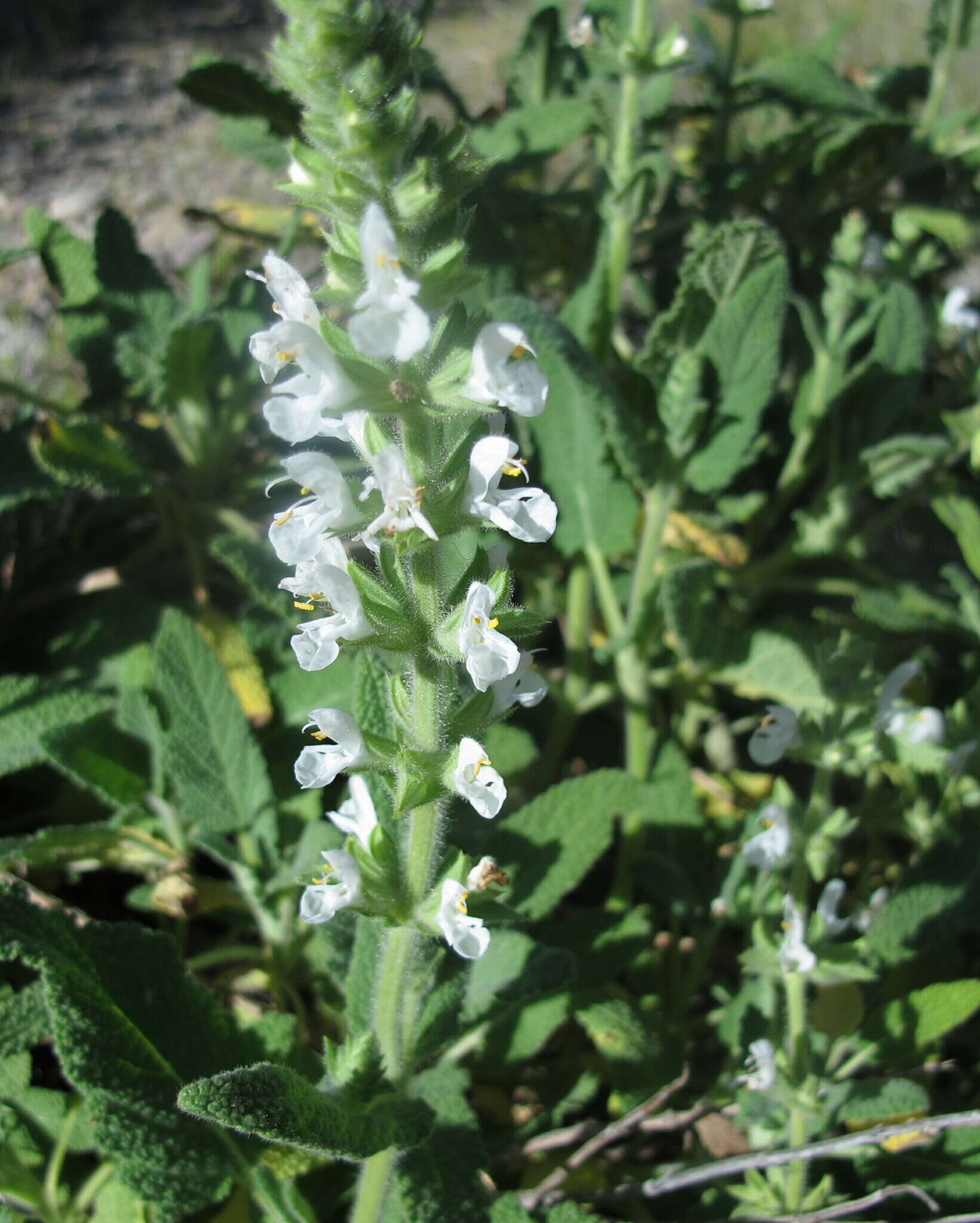 Image of Large blue sage