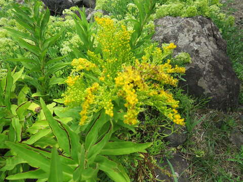 Image of Solidago azorica Hochst.