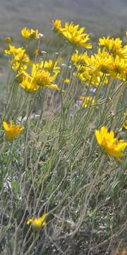 Image of Shockley's goldenhead