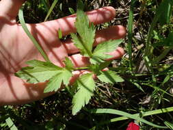 Imagem de Ranunculus pensylvanicus L. fil.