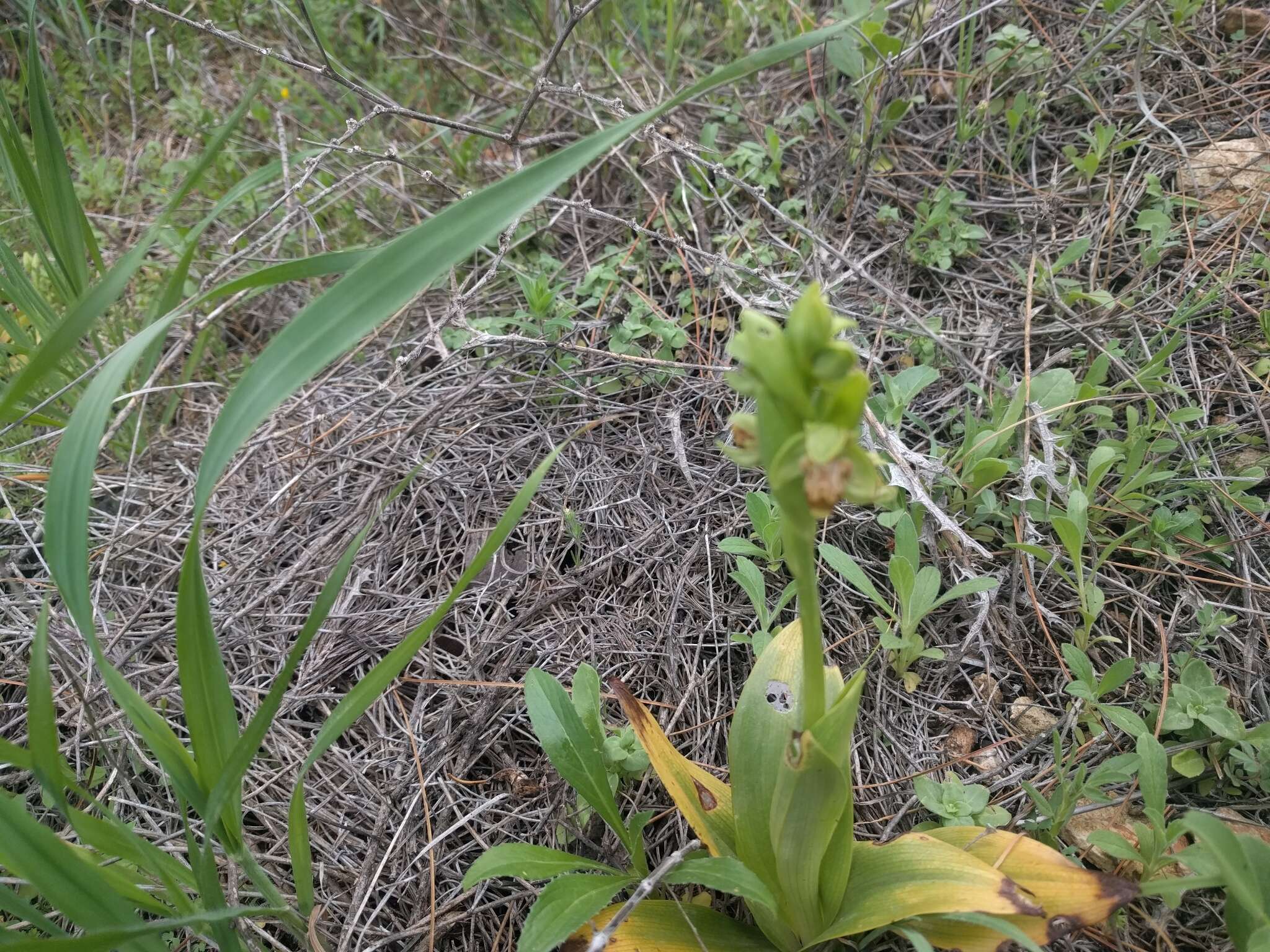 Image of Ophrys umbilicata Desf.