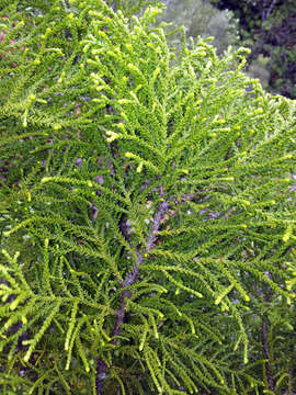 Image of Yellow Silver Pine