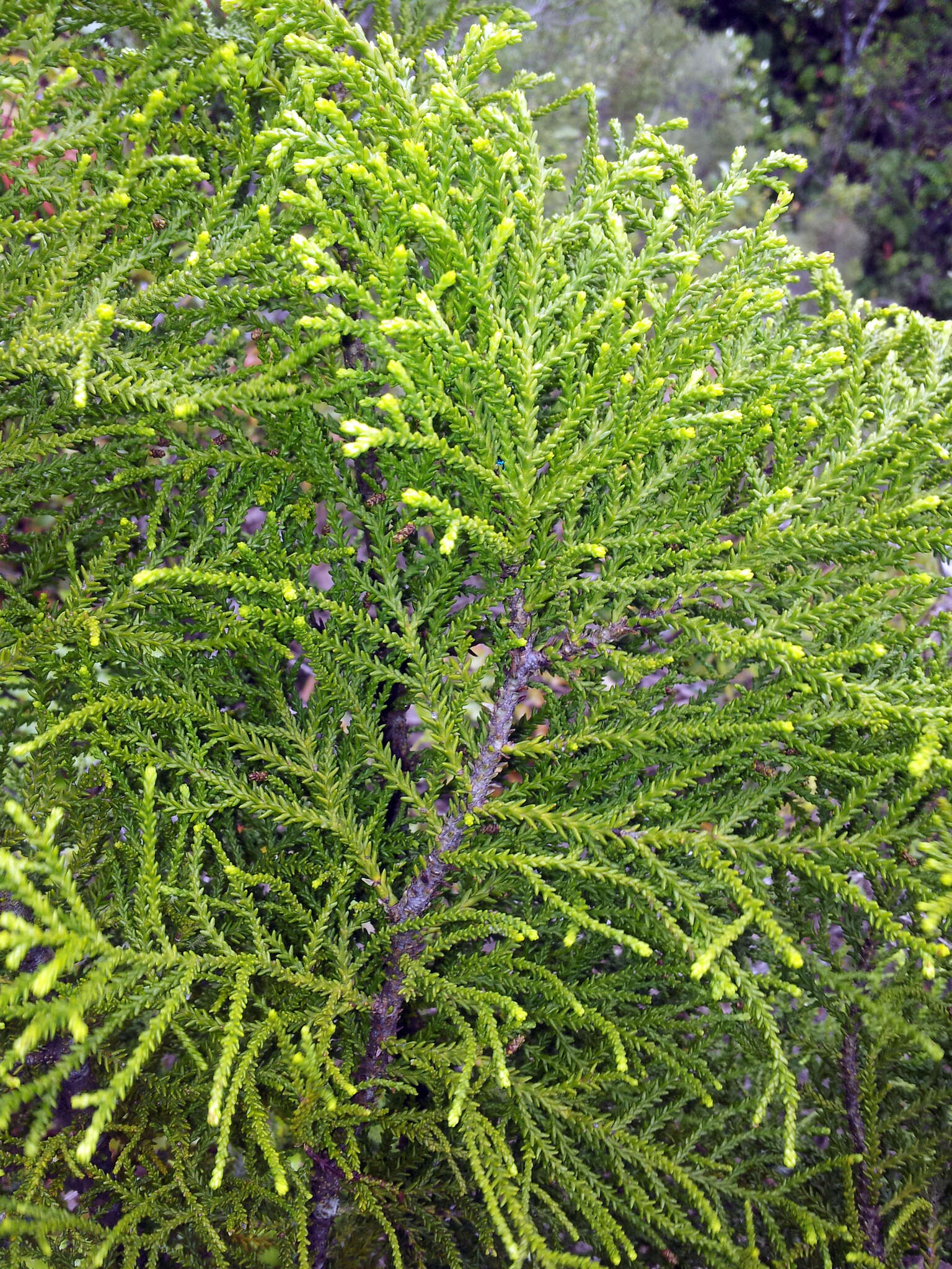 Lepidothamnus intermedius (Kirk) Quinn resmi