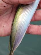 Image of Jack Mackerel